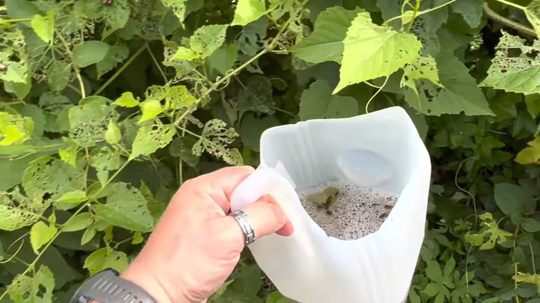 Man's hand using cut up milk jug to collect Japanese beetles from plants