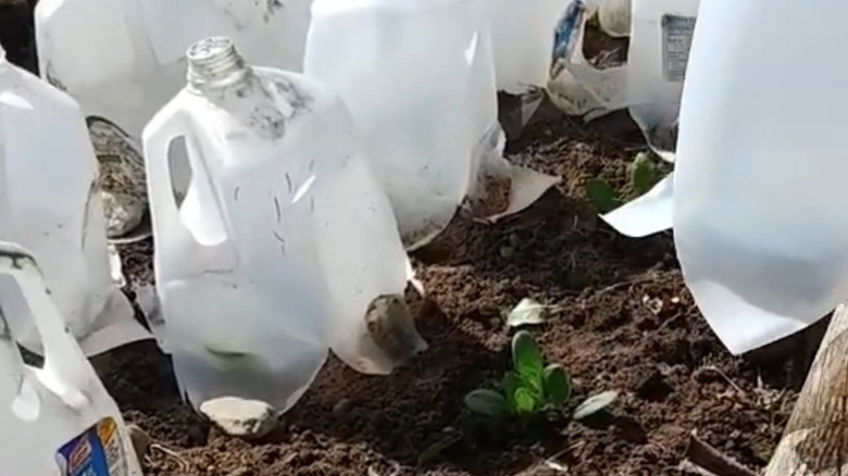Garden cloches made from cut milk jugs