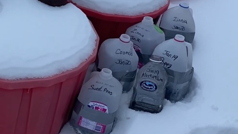 Collection of mini greenhouses made of milk jugs, each wrapped with duct tape and labeled with the plant name and date in snow
