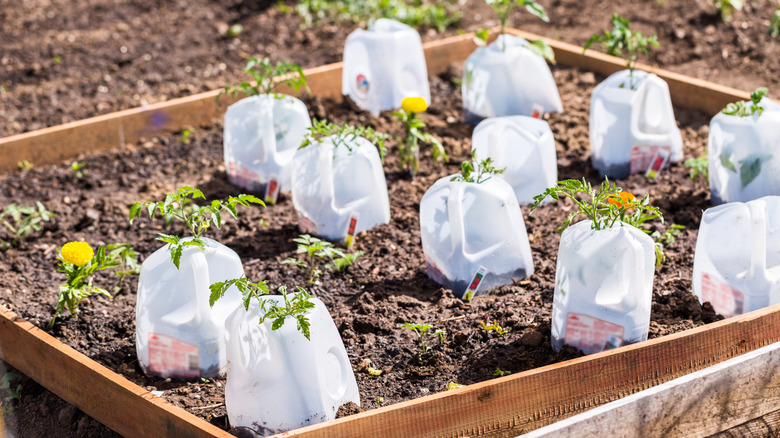 Plastic collars for older seedlings made from plastic milk jugs