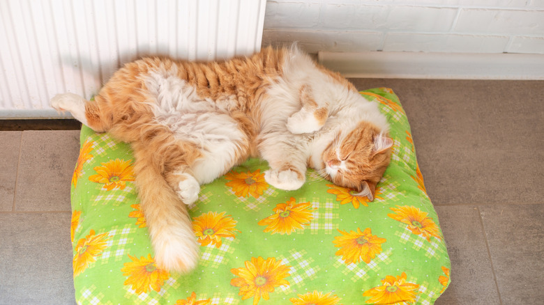 Orange cat sleeping on floral and plaid patterned pillowcase