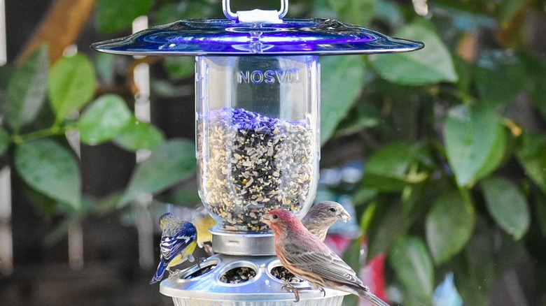 Birds on bird feeder made from Mason jar and pan lid.