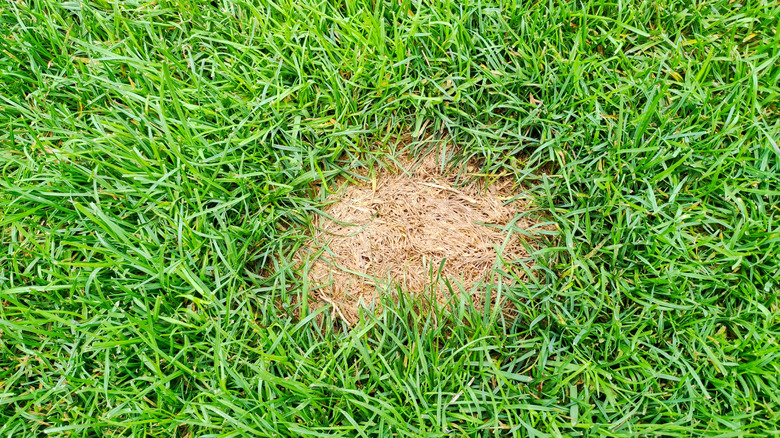A top-down view of a green lawn with one brown, compacted patch of grass.