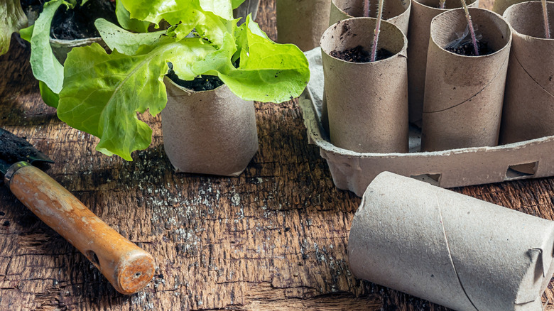 Toilet paper tubes being used in the garden