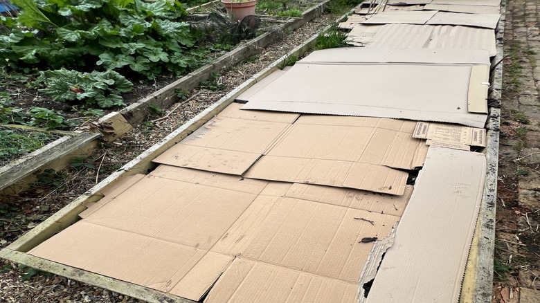 Using cardboard in the garden