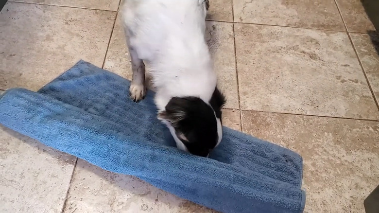 Black and white little dog digs in a rolled up towel on a tile floor