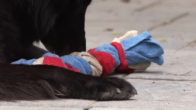 Black dog paws at terry cloth braided dog toy