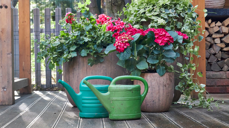 Two large flower bushes in planter sitting on deck with colorful watering cans in front