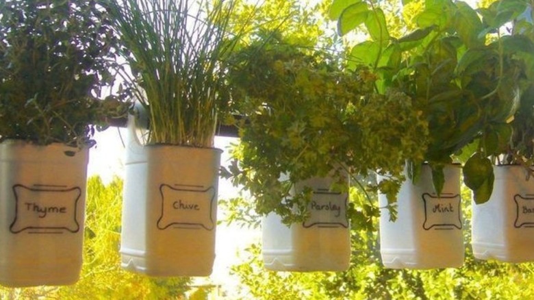hanging plastic containers holding herbs to create indoor garden