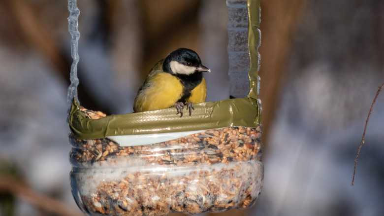yellow and black bird sitting in plastic birdfeeder
