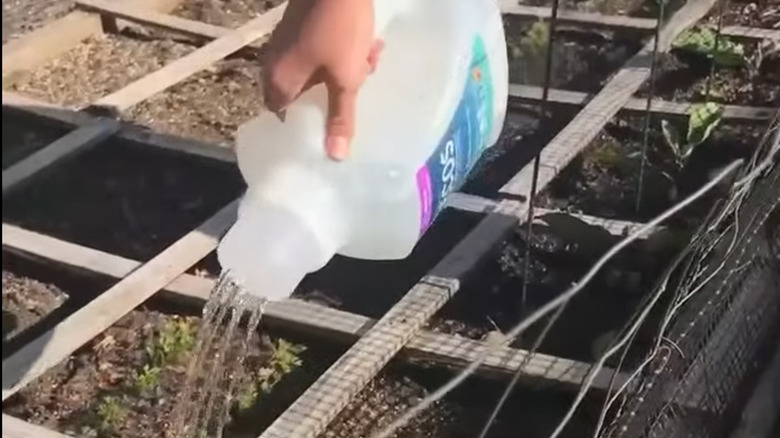 laundry detergent bottle watering plants in garden