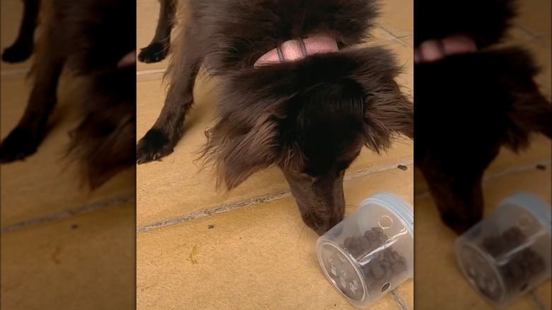 dog trying to get treats out of plastic dog puzzle