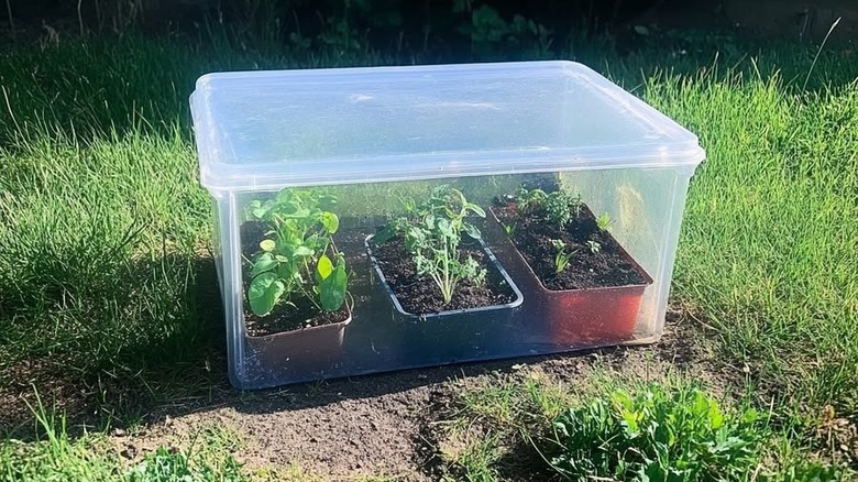 large plastic container with plants inside sitting in the grass