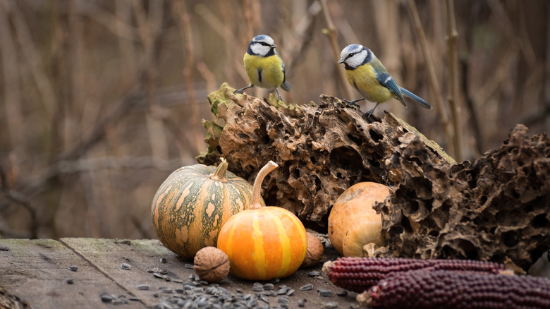 Two birds sitting on some drift wood with pumpkins and seeds nearby