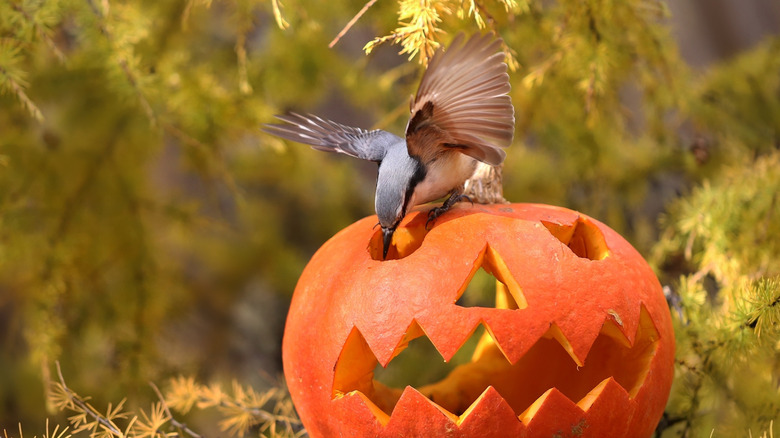 A bird tucking into a piece of pumpkin