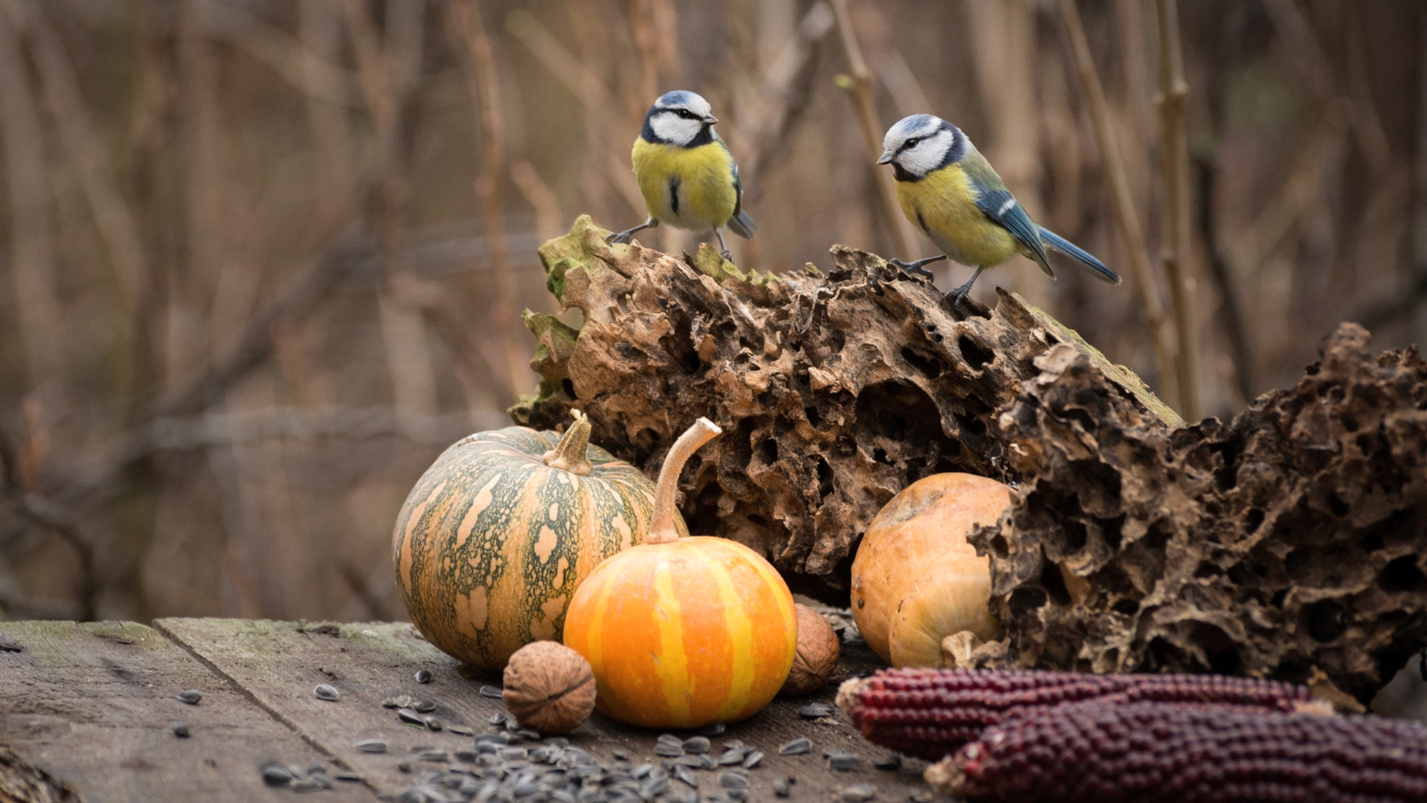 Don't Throw Out Pumpkin Guts, Use It To Feed The Birds In Your Yard