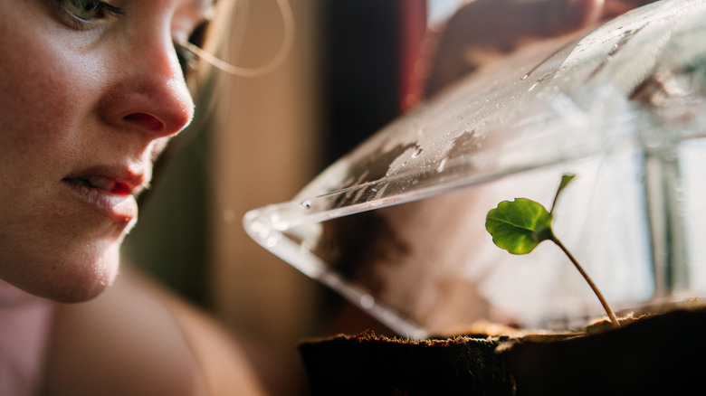 woman looking at seedlings in mini greenhouse