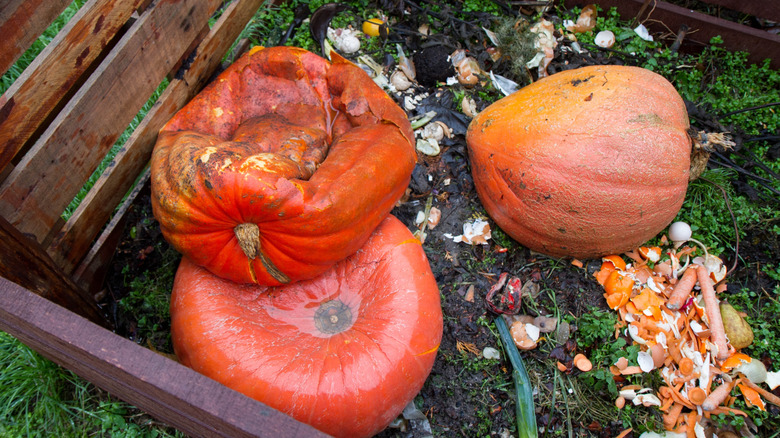 Pumpkins in a compost pile