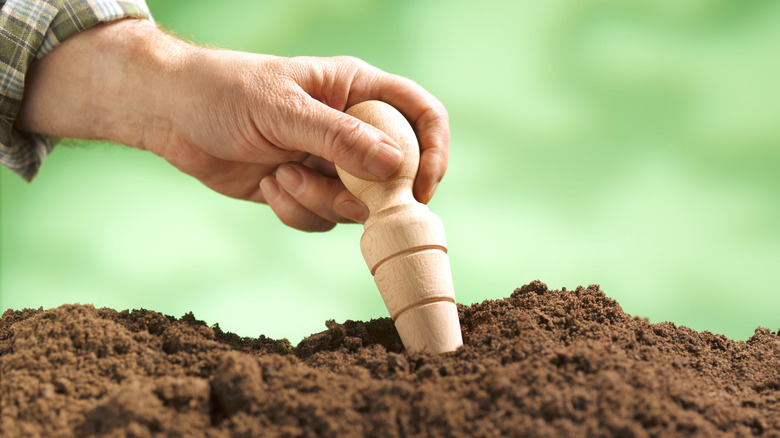 A man using a dibble to make holes in the soil