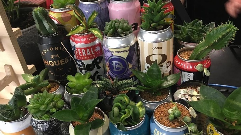 Aluminum cans with small plants inside