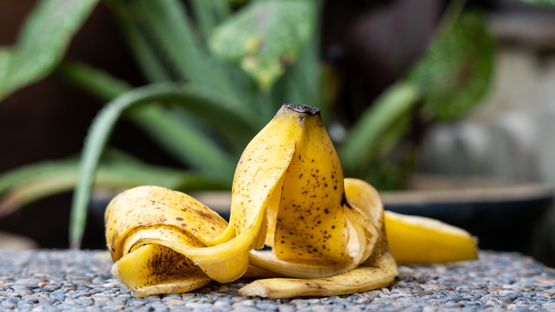 a banana peel sits in front of a plant
