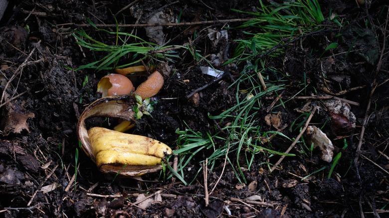 banana peels rotting in compost