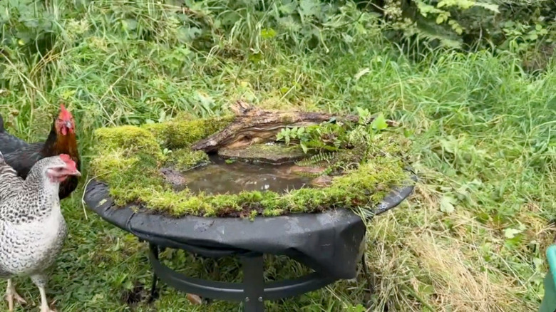 DIY bird bath made from a fire pit next to chickens