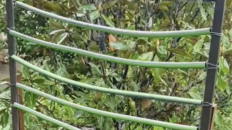 A DIY trellis made from garden hoses