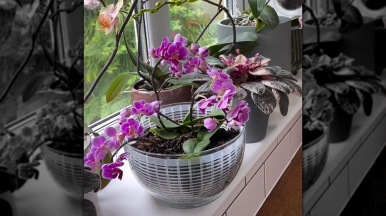 A pink orchid sits in a salad spinner on a window sill with other potted plants.