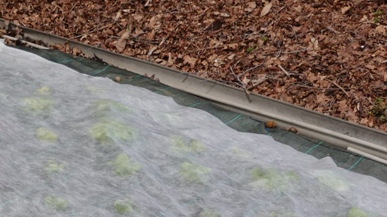 A thin foam packing sheet laid out over a garden bed.