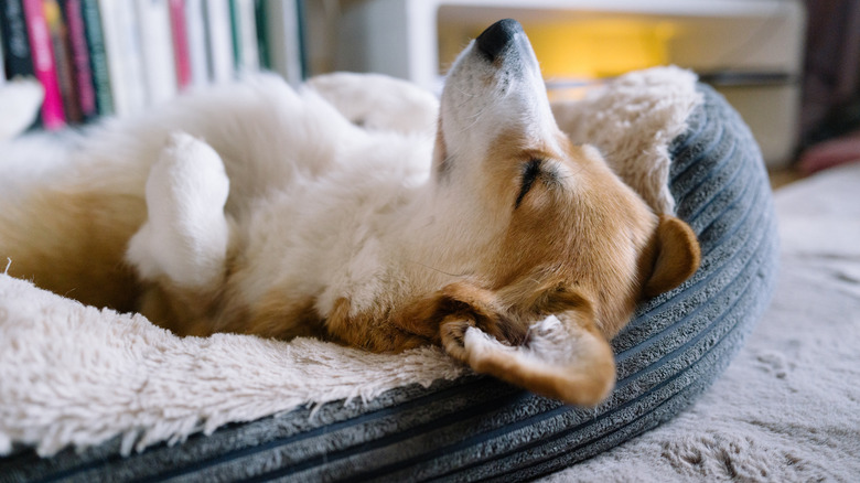 A small dog sleeps comfortably on a specially made pet bed