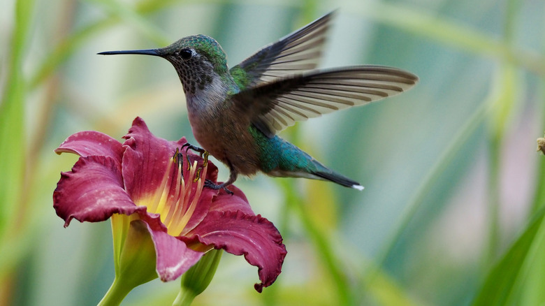 A pretty hummingbird on a flower