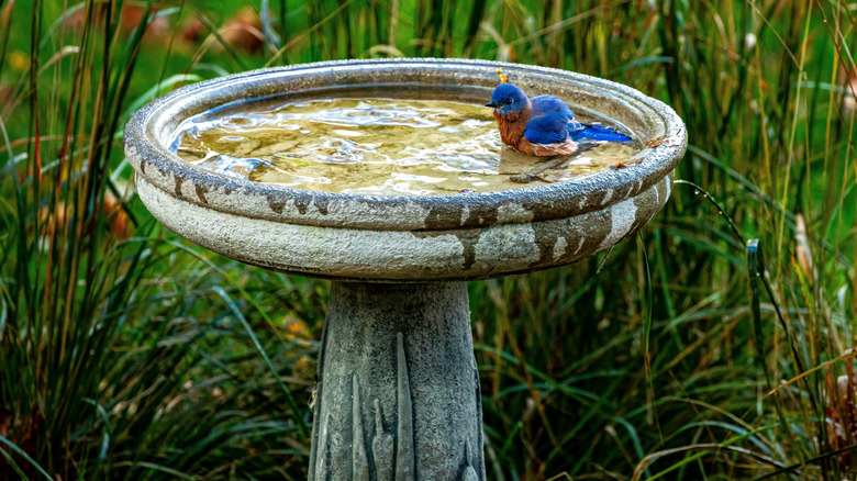 Stone birdbath with a bird in it