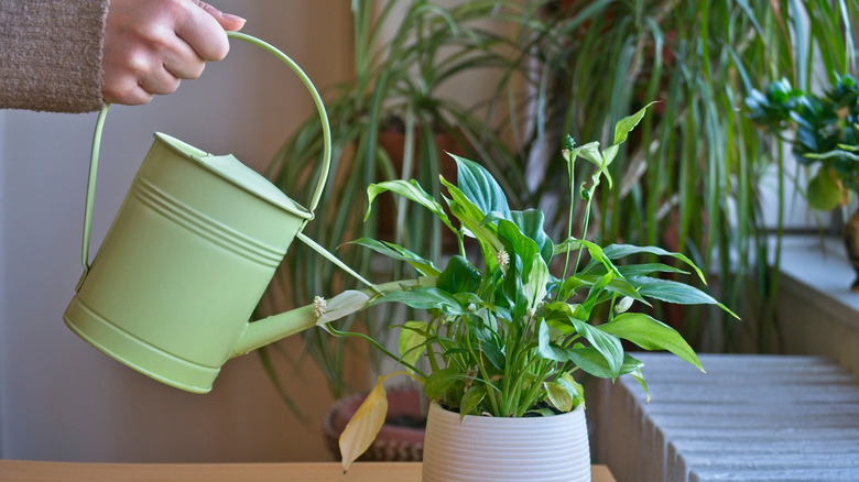 Person watering a peace lily