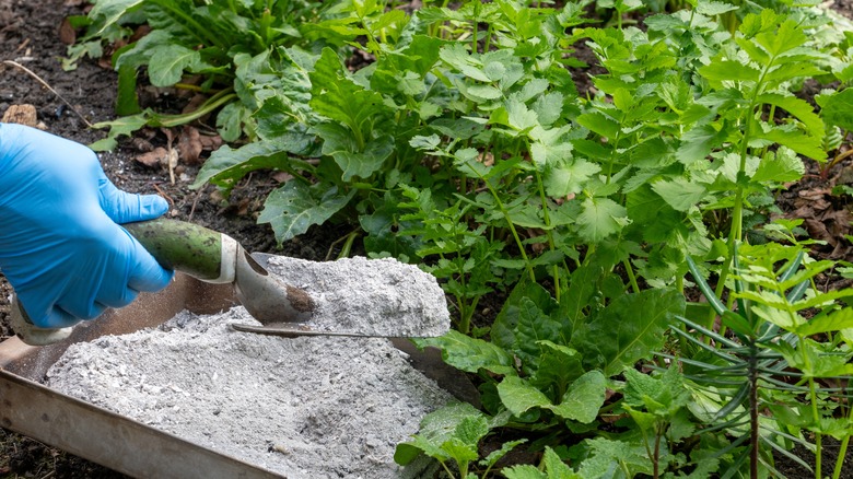 Close up of gardener adding wood ash to vegetable garden