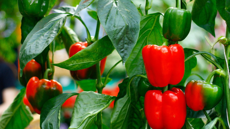 Close-up of bell pepper plant