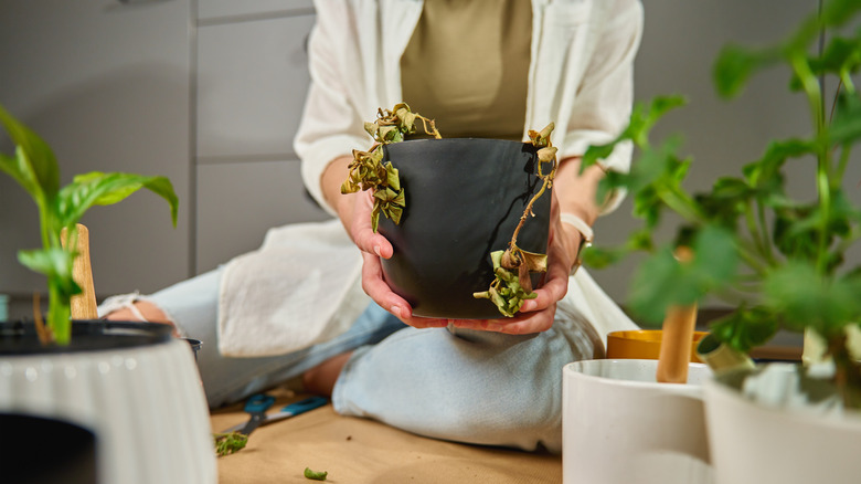 Woman holding a wilted dead house plant