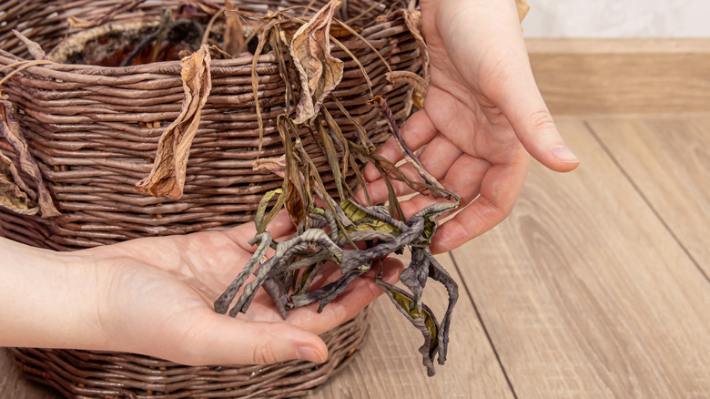 A dried houseplant with dead leaves