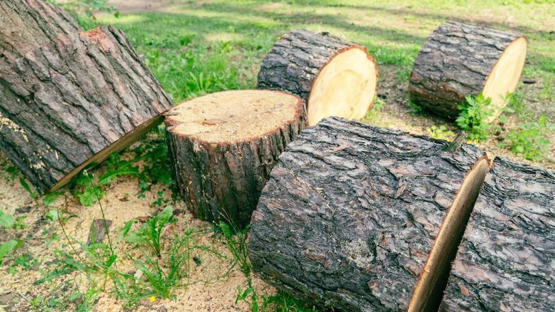 A pile of logs in a field.