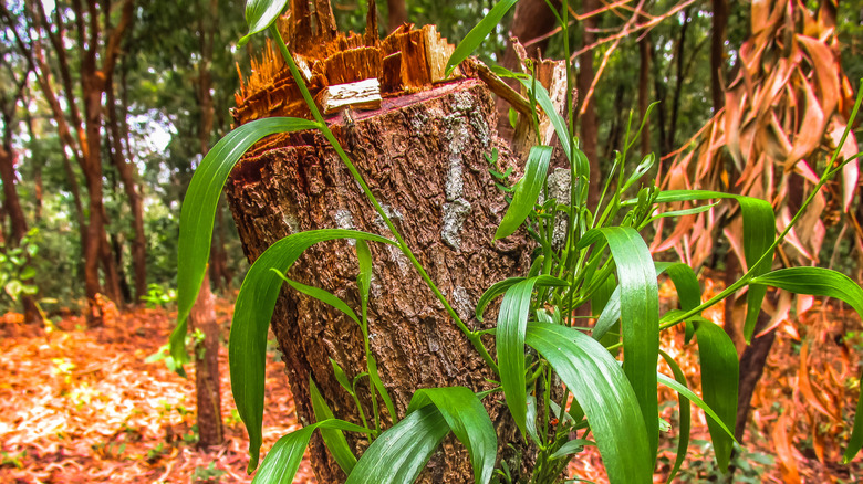Plants growing from an old log placed in a forest garden.