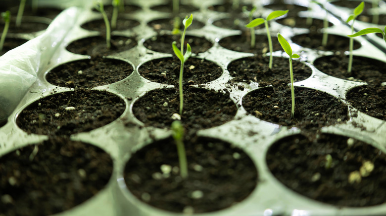 close up of seedlings growing in a metal seedling tray