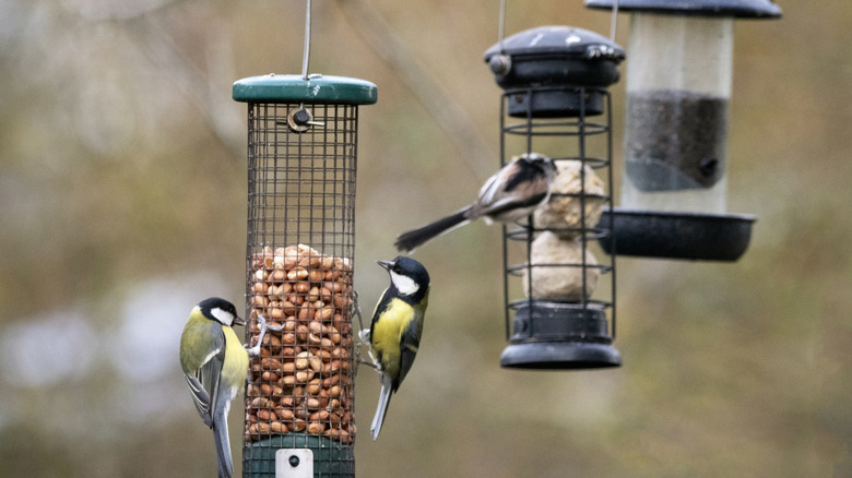 Different birds hanging from feeders