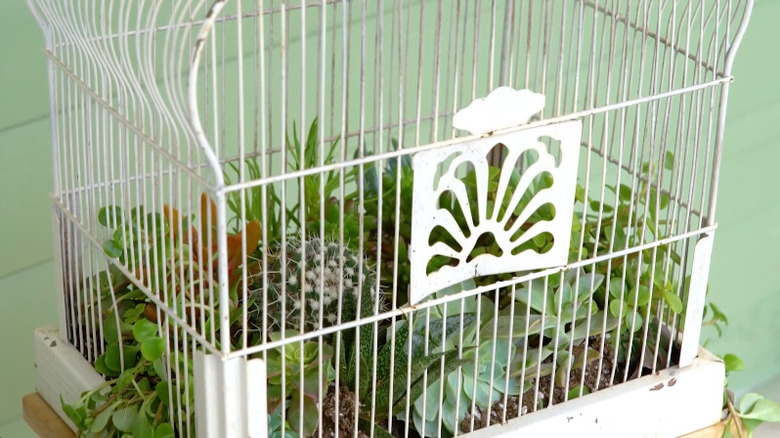 Old bird cage feeder used as planter