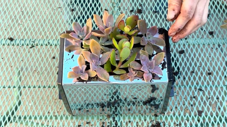 Chrome toaster holding small succulents