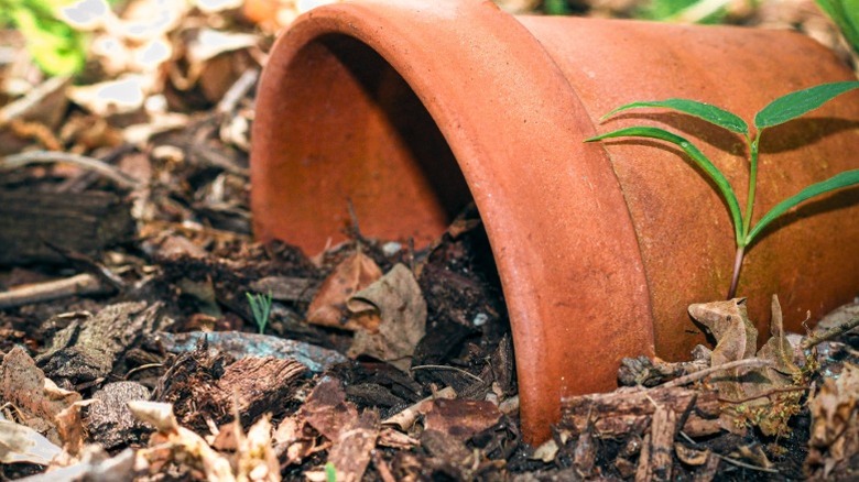 A clay pot lying on its side in a garden with small green plant growing by it.