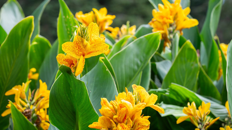 Yellow canna lily blooms amid their bright green leaves