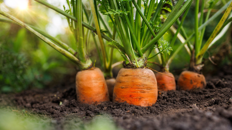 Big juicy carrots growing in the ground
