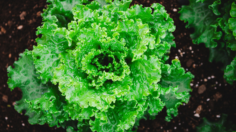 Lettuce growing in the garden