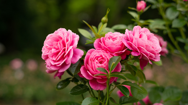 Gorgeous pink roses