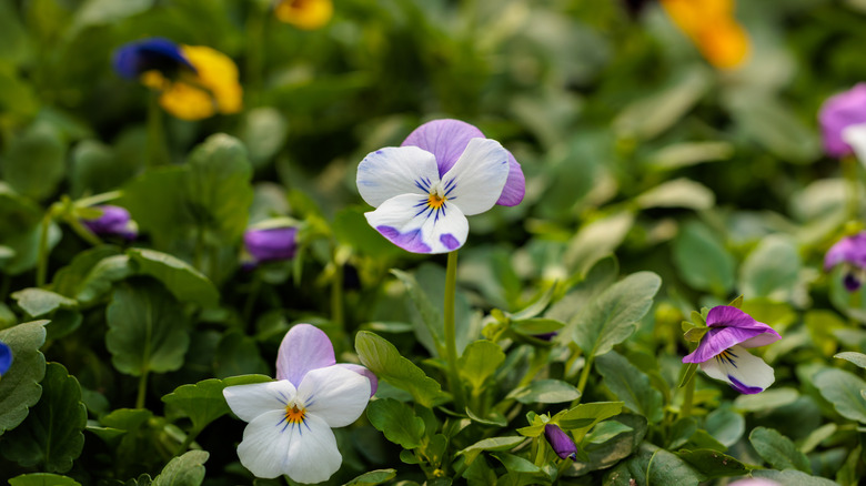 Close up of pretty pansies